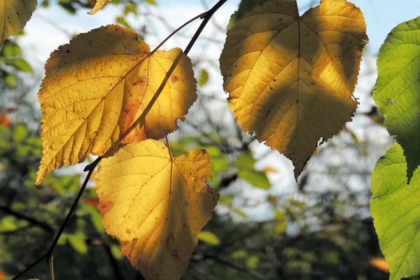 Jasné podzimní listy v přírodním prostředí — Stock fotografie