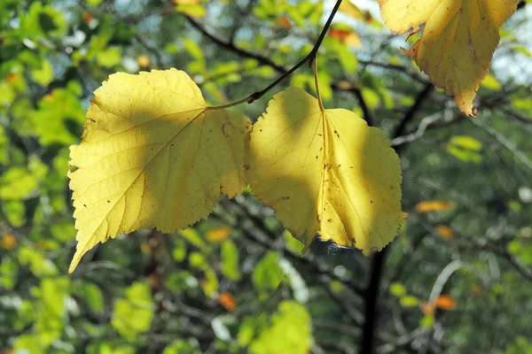 Helle Herbstblätter in der natürlichen Umgebung — Stockfoto