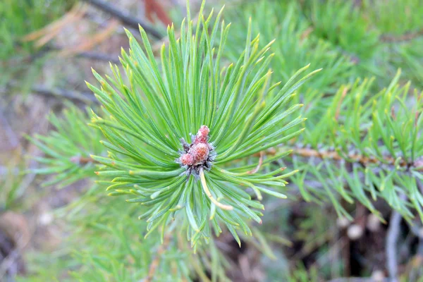 Pino. Antecedentes Naturaleza —  Fotos de Stock