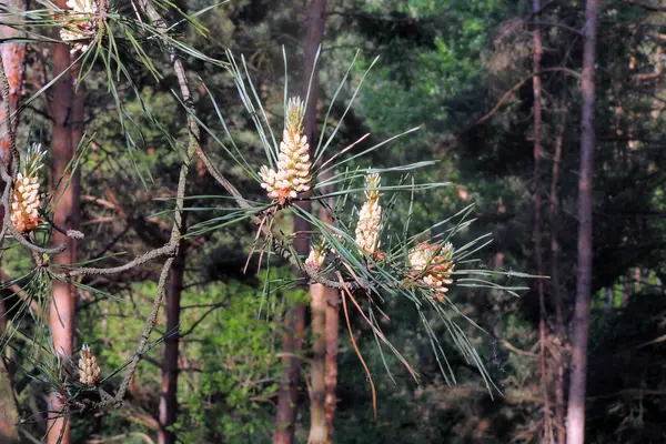 Pinheiro. Contexto. Natureza — Fotografia de Stock