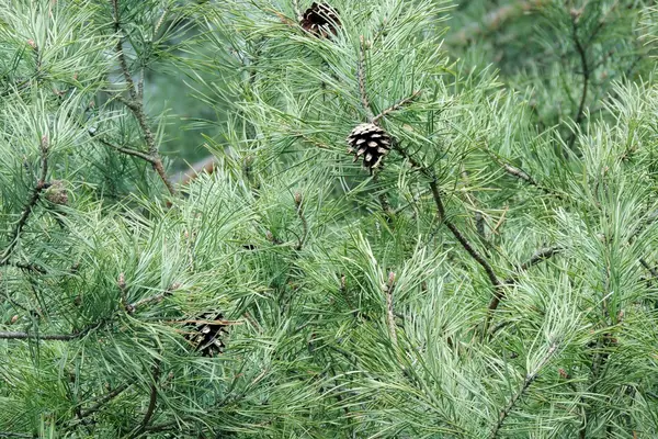 Drzewo sosny. Podłoże. Natura — Zdjęcie stockowe