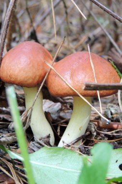 Mantarlar kendi doğal ortamında büyümek