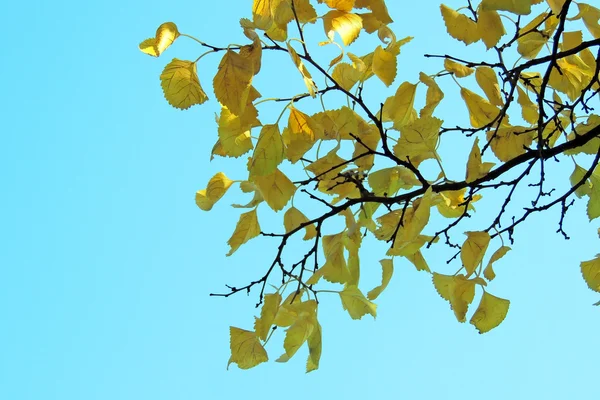 Helle Herbstblätter in der natürlichen Umgebung — Stockfoto