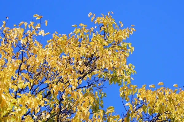 Helle Herbstblätter in der natürlichen Umgebung — Stockfoto