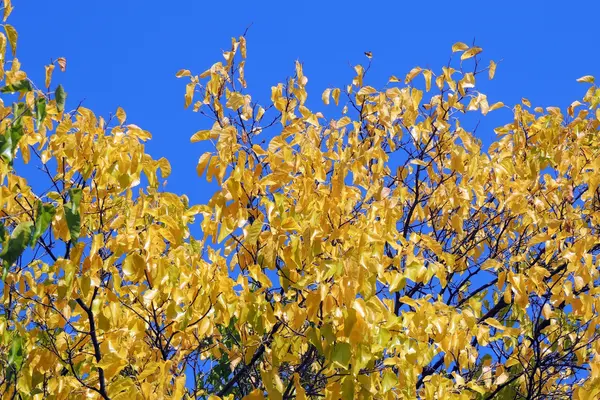 Heldere herfstbladeren in de natuurlijke omgeving — Stockfoto