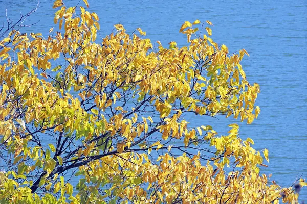 Helle Herbstblätter in der natürlichen Umgebung — Stockfoto