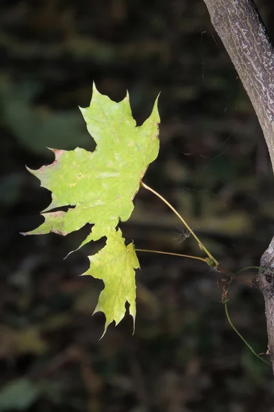 Feuilles d'érable d'automne fond — Photo