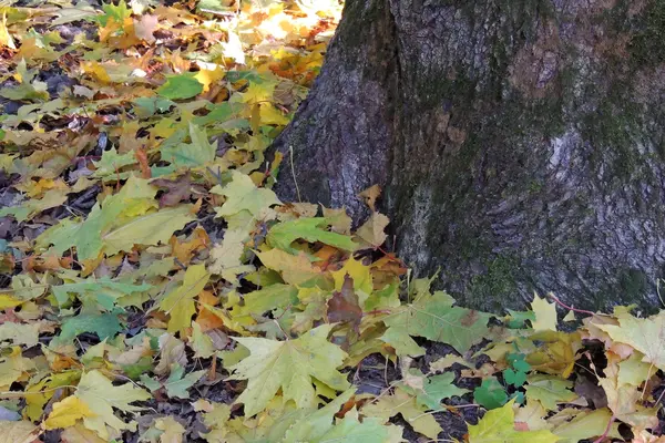 Belles feuilles d'automne sur le sol que les opales — Photo