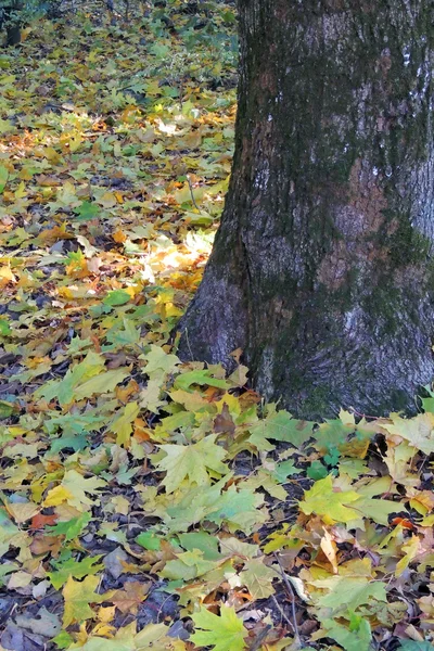 Prachtige Herfstbladeren op de grond dat de opalen — Stockfoto