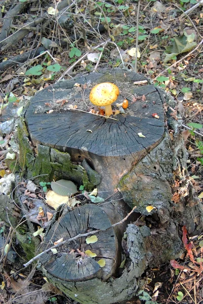 Les champignons poussent dans leur environnement naturel — Photo