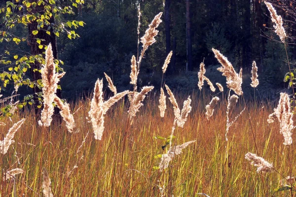Trockenes Gras gegen die Sonne im Wald — Stockfoto