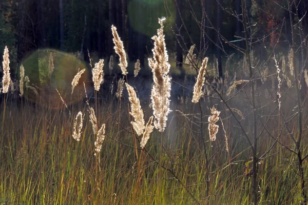 Сухая трава против солнца в лесу — стоковое фото