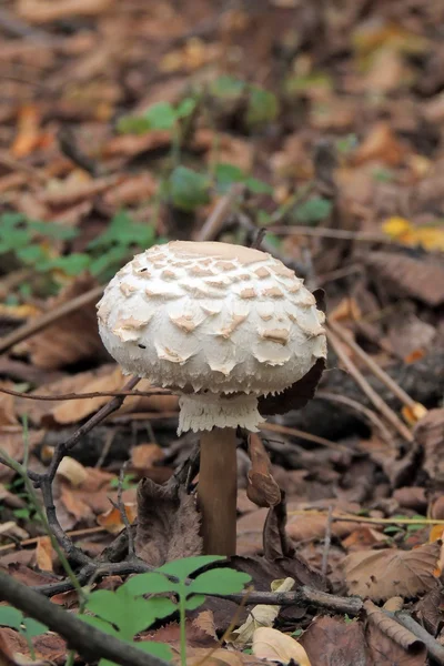 Les champignons poussent dans leur environnement naturel — Photo