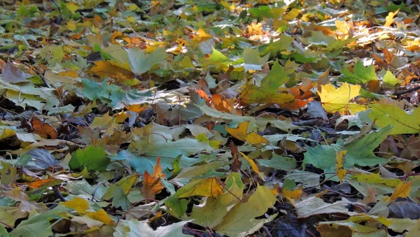 Belles feuilles d'automne sur le sol que les opales — Photo