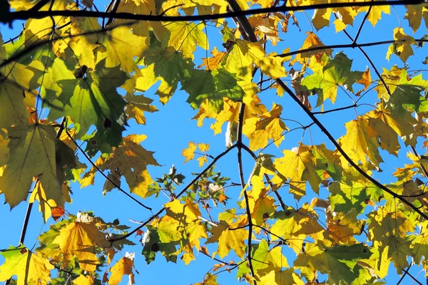 Herbst Ahorn Blätter Hintergrund — Stockfoto