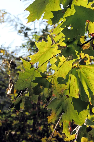Autumn Maple Leaves Background — Stock Photo, Image