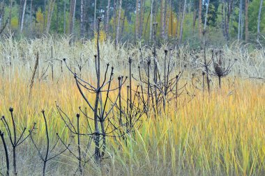 Kuru çam. Arka plan