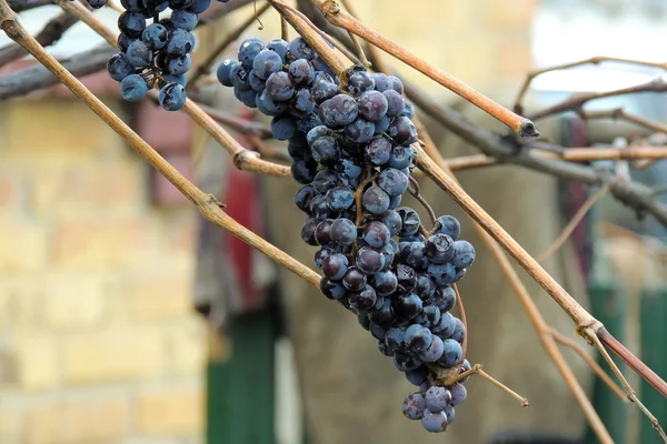 Uvas em vinha — Fotografia de Stock