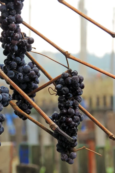 Grapes in vineyard — Stock Photo, Image