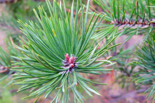 Un ramoscello di pino. Contesto — Foto Stock