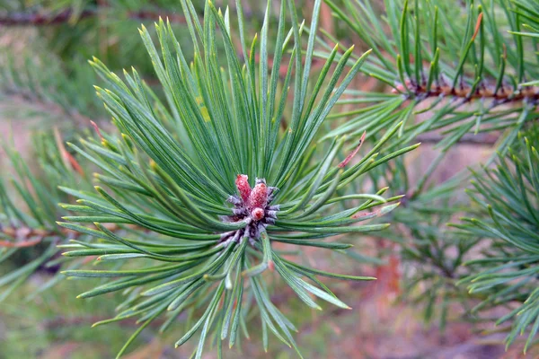 Pine Twig. Bakgrund — Stockfoto