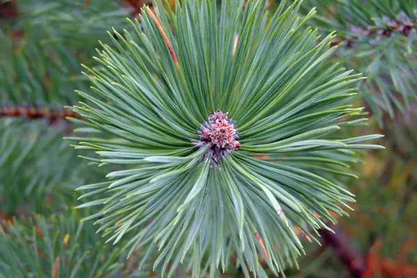 Pine Twig. Bakgrund — Stockfoto