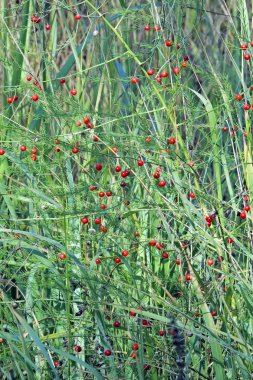 yeşil çim. arka plan