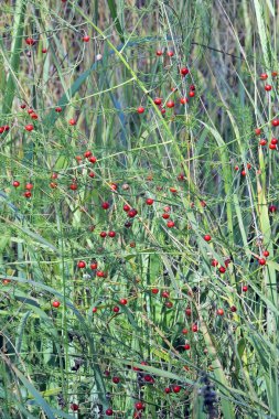 yeşil çim. arka plan