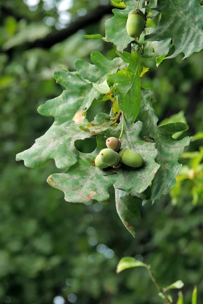 Bolota verde na árvore — Fotografia de Stock