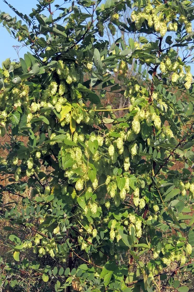 Hop conos en el árbol — Foto de Stock