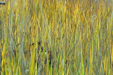 Sarı yeşil çim sahada. Arka plan