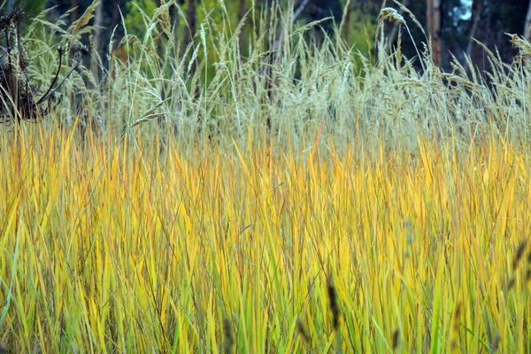 Das gelbgrüne Gras auf dem Feld. Hintergrund — Stockfoto