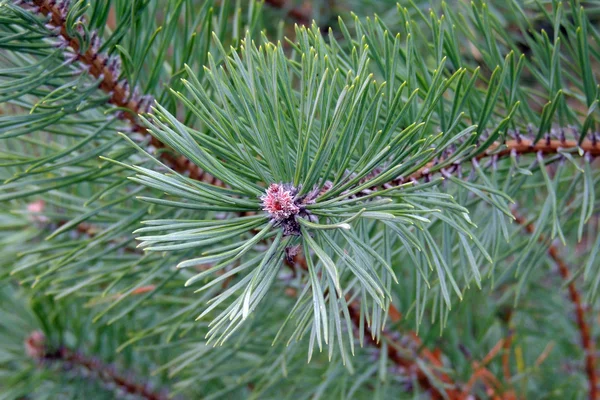 Pine Twig. Bakgrund — Stockfoto