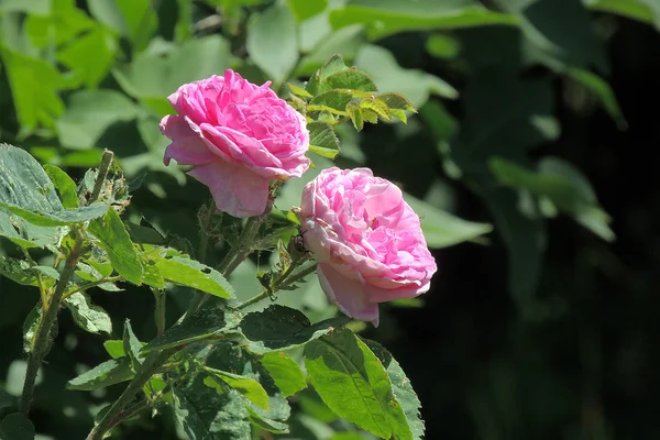 Ros i trädgården — Stockfoto