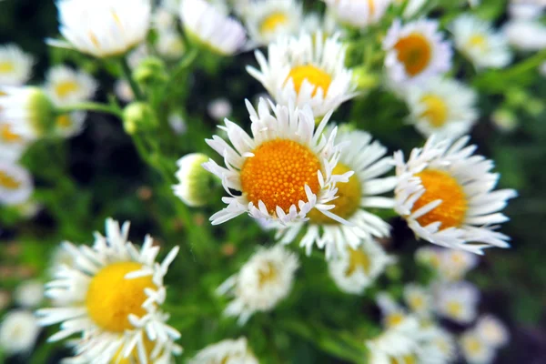 Gänseblümchen. Blume, Hintergrund. Feld — Stockfoto