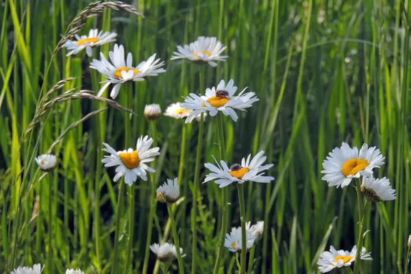 Daisy. Blomma, bakgrund. Fält — Stockfoto