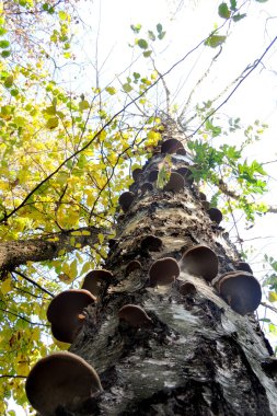 Ağaçtaki mantarlar.