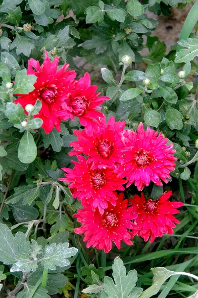 Beautiful Chrysanthemum Flower Blooming — Stock Photo, Image