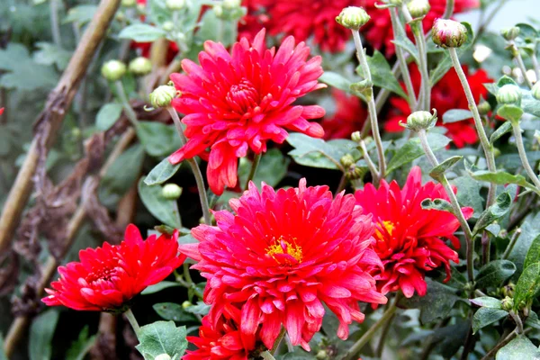 Beautiful Chrysanthemum Flower Blooming — Stock Photo, Image