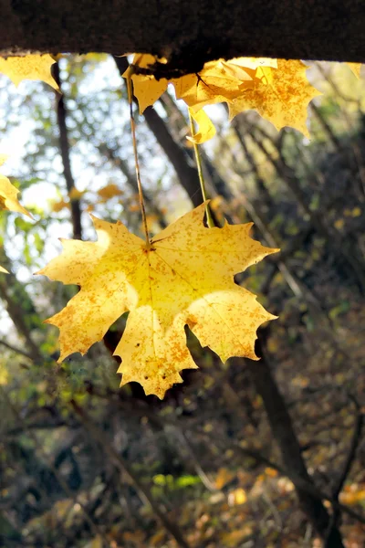 Feuilles d'érable dans le milieu naturel — Photo