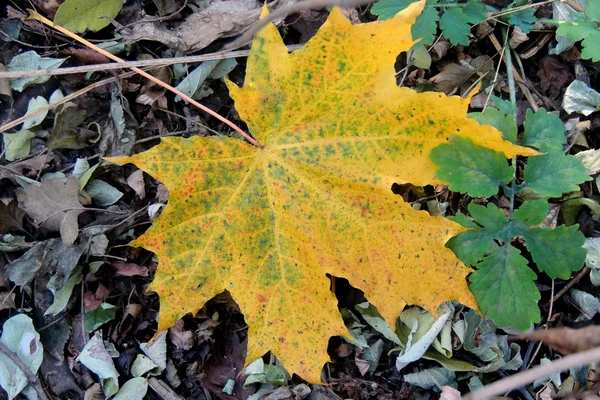 Кленовые листья в природной среде — стоковое фото