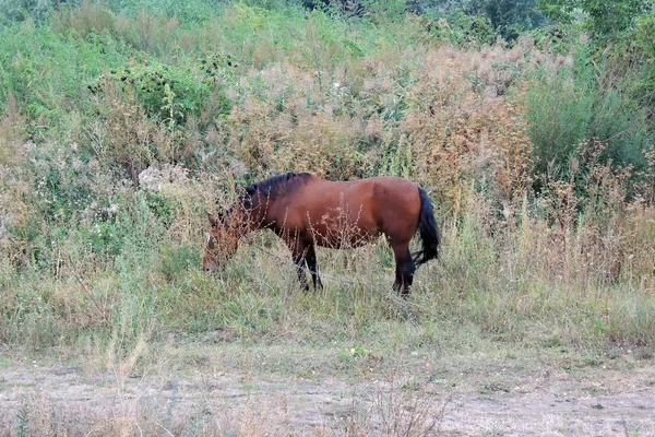 Paard in veld — Stockfoto