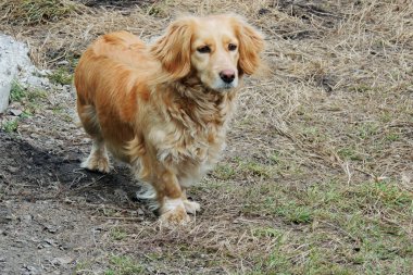 Köpek. Evde beslenen hayvan. Arka plan