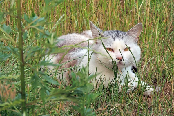 고양이 거리에 — 스톡 사진