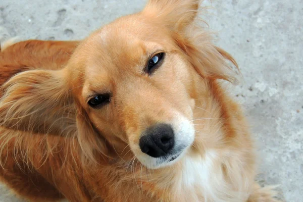 Hund. Haustier. Hintergrund — Stockfoto