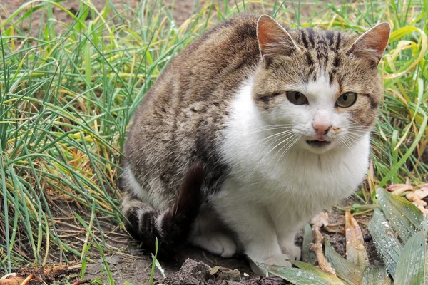 Katze. Haustier. Hintergrund — Stockfoto