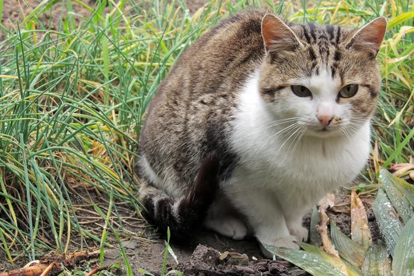 Katze. Haustier. Hintergrund — Stockfoto