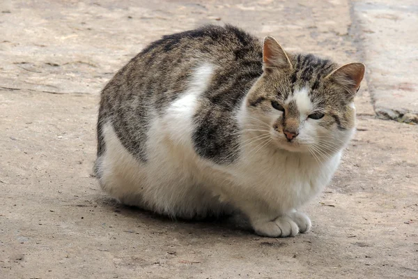 ¡Cat! Mascota. Contexto — Foto de Stock