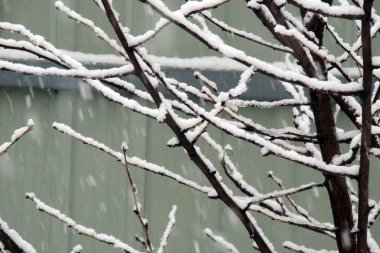 Karla kaplı dalları çalılar