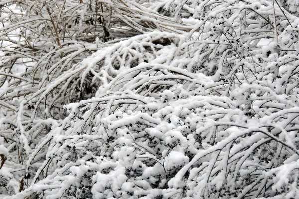 Schneebedeckte Zweige von Sträuchern — Stockfoto